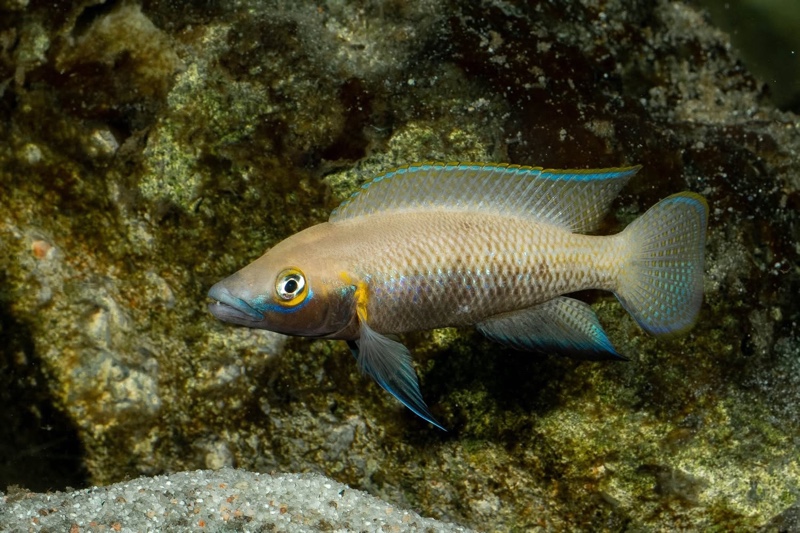 Neolamprologus nigriventris 'Kiku'